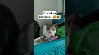 Si Penakut Lagi Sembunyi 