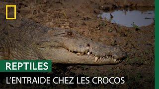 La redoutable technique de chasse des crocodiles