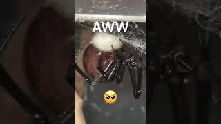 How do spiders lay eggs!? (Black widow) 