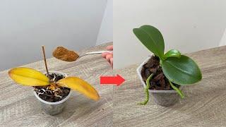 Miraculous for making rotten orchids revive immediately with this way !!