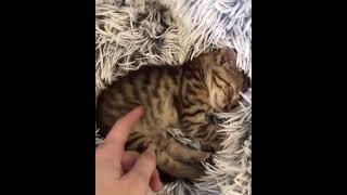 Sleepy kitten wakes up from a nap