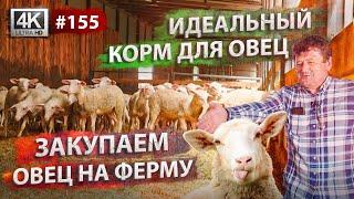 СОДЕРЖАНИЕ и РАЗВЕДЕНИЕ ОВЕЦ: породы, корм, уход | Ферма в Киевской области