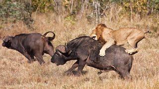 Apex Predators Of The African Wild | Africas Deadliest | Real Wild