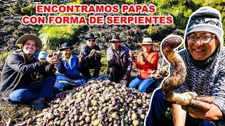 Cosechamos MÁS DE 30 VARIEDADES DE PAPAS y conocí PLANTAS MEDICINALES de CONCHUCOS