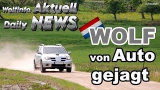 Wolfinfo Aktuell Daily News 04 02 25  Wolf von Auto gejagt