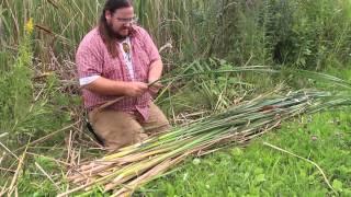 Harvesting Cattail Leaves