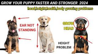 How to increase dog growth /Dog ki body height,head grow kaise kare