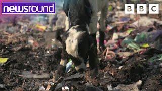 Global Talks to Reduce Plastic Waste Fails | Newsround