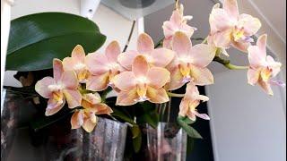 ЗС Мои орхидеи в ЗАКРЫТОЙ СИСТЕМЕ часть 2 орхидея уход phalaenopsis