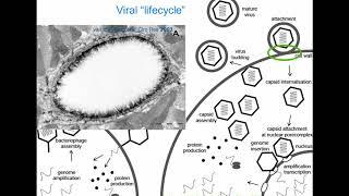 Flying Viruses – From Biophysical to Structural Characterisation