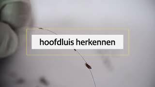 Hoofdluis herkennen