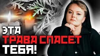 Какие магические свойства несет полынь? Полынь – трава ведьм!