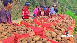 Así COSECHAMOS PAPA en los Andes de Huancavelica Perú  | Isabel Quispe