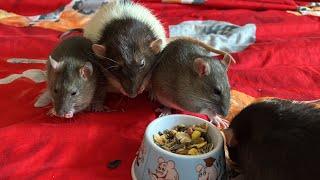 Крысы и крысята живут дружно. #rat #крысы #животные #animal #крысят