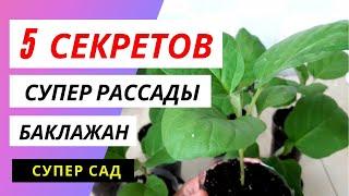 Как вырастить крепкую рассаду баклажан ? Как подкормить ?