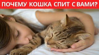 Почему КОШКА СПИТ с ВАМИ? И что означает место сна кошки рядом с вами?