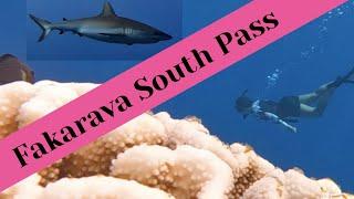 Freediving Fakaravas south pass, the wall of sharks in French Polynesia