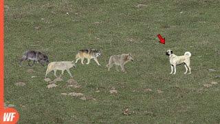 Look What Happened When These Wolves Attacked Kangal