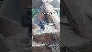 Huge Silverback Breaks Rope LIVE on Gorilla Cam 