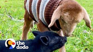 Orphaned Lamb And Piglet Become Instant Friends | The Dodo Odd Couples