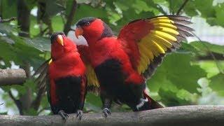 Poznáváme Zoo Ostrava - voliéra Papua