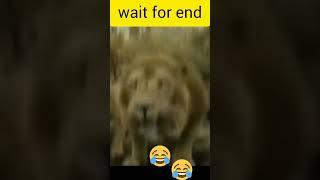 funny animals lions#anivid#youtubeshorts #funnyanimals