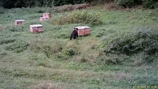 Медведь пришел на пасеку, но получил неожиданный отпор.