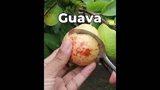 Guava  #fruit #grafting #gardening