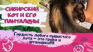 Настоящее богатство любого пушистого кота - его мех! Смешные коты Приколы с животными