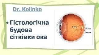 Сітківка. Гістологічна будова сітківки.