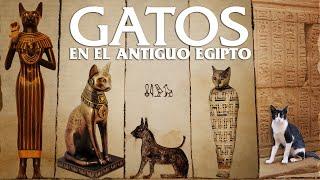 GATOS en el ANTIGUO EGIPTO: ¿Cómo eran? ¿Se consideraban dioses? ¿Había veterinarios?