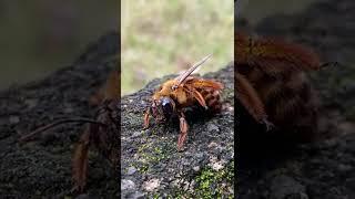 how to catch and observe giant hornets