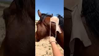Woman Uses Bra Wrangle Escaped Horse