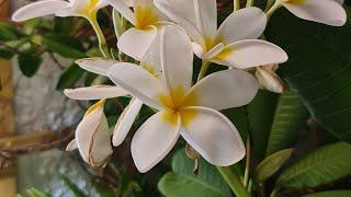 Enraizar esqueje Plumeria, frangipani por estaca.Parte 1