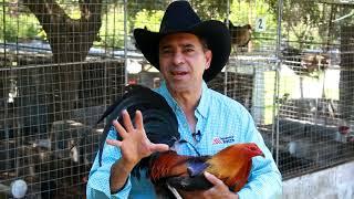 ¿No existen las razas en los gallos? - Thunderbird Hatch Juan Romero & Patricia Felix