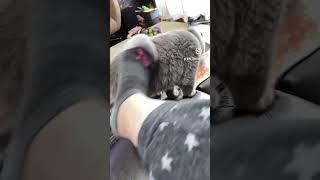 Evil cat redo #shorts  #britishshorthair  #catattack #cats #funnycats #kittenbite