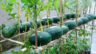 Growing Watermelon Provides Family, No Garden Needed, Just A Few Plastic Bottles