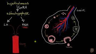 Le cycle ovarien et le cycle menstruel