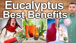 EUCALYPTUS EVERY DAY! - Best Ways To Take, Uses, Side Effects And Contraindications