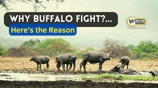 Why Are These Two Buffalo Fighting?  What is the Reason (Whir Latandrank)