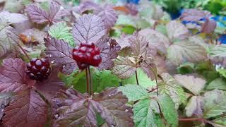 КНЯЖЕНИКА. Rubus arcticus L..ПОЛЕНИКА.Как растет сорт АУРА и София в подмосковье?