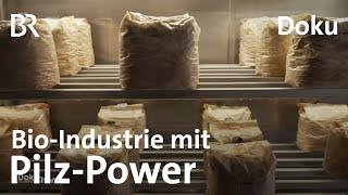 Pilze in der Bio-Industrie: Verpackungen, Baustoffe und Nahrungsmittel | DokThema | BR