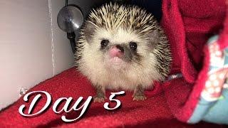 Cleaning Hedgehog Cages (Vlogmas #5)