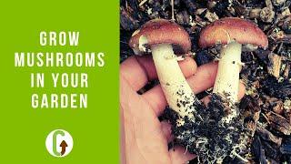 How To Grow Mushrooms In Your Garden (Outdoor Mushroom Beds) | GroCycle