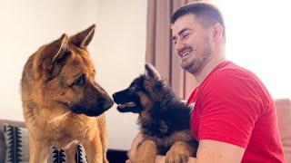 German Shepherd Meets German Shepherd Puppy for the First Time!