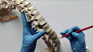 VERTEBRAE | CHARACTERISTICS OF A VERTEBRA | TYPICAL VERTEBRA | Dr Lakshmi Nalinakshan