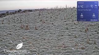 Native Woodland Gift Tree Grove From Cloudforest One Lahinch