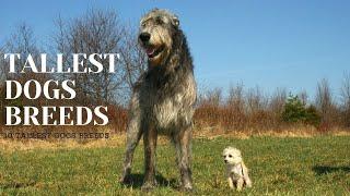 10 Tallest Dogs Breeds in the World | Tallest Dogs Breeds | Tallest dog #talldog #tallestdogs