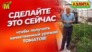 Сделайте это, и томатов будет очень много!