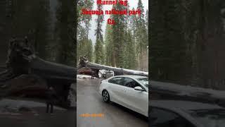 Tunnel log | sequoia national park